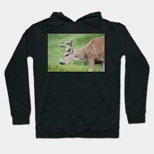 Black-tailed deer Hoodie